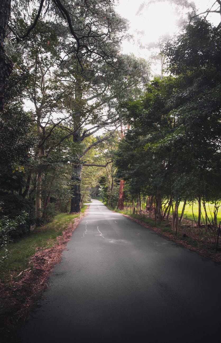 gray concrete road between green trees