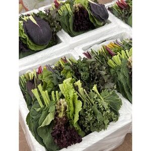 쌈채소모둠 20종 클로렐라 재배 | 양주농부 신선 샐러드채소 600g~1.2kg, 클로렐라쌈채소 1kg, 1박스