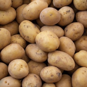 용이네 2025년 국내산 햇 감자 제철 수미 두백 알감자 3kg 5kg 10kg, 1개