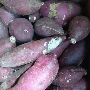 해남 달망 꿀고구마 못난이 무선별 10kg, 못난이 무선별 10kg, 1개