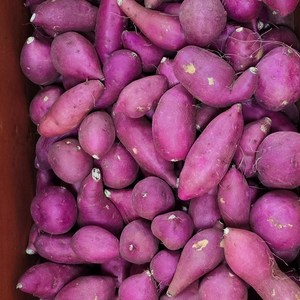 국내산 꿀(베니하루카)고구마 한입크기 .쫄크기 (가장작은크기) 5kg 10kg 알뜰농장, 1박스, (쫄크기)5kg내외
