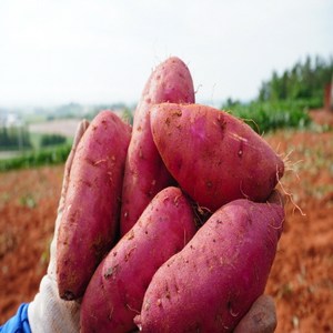 2025년 꿀 직접 농사지은 신선하고 맛있는 베니하루카 꿀고구마 특상 3kg,5kg,10kg, 1개, 25년 햇꿀고구마 특상 5kg