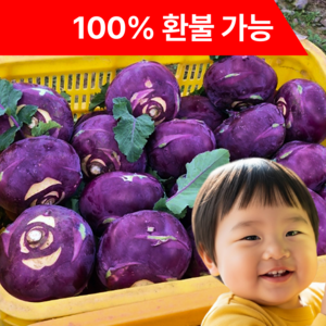 [환불보장] 제주 산지직송 콜라비 2025