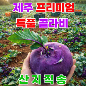 [산지직송] 제주 아삭달콤 프리미엄 콜라비