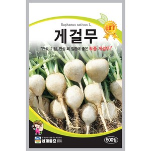 게걸무씨앗 500립 게걸무 무씨앗 이천지역 토종무종자