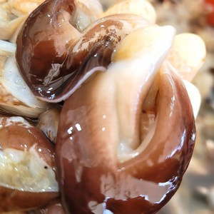 [여수직송] 여수 특품 손질새조개 1.2kg 실중량 200g 산지직송 당일조업 당일손질