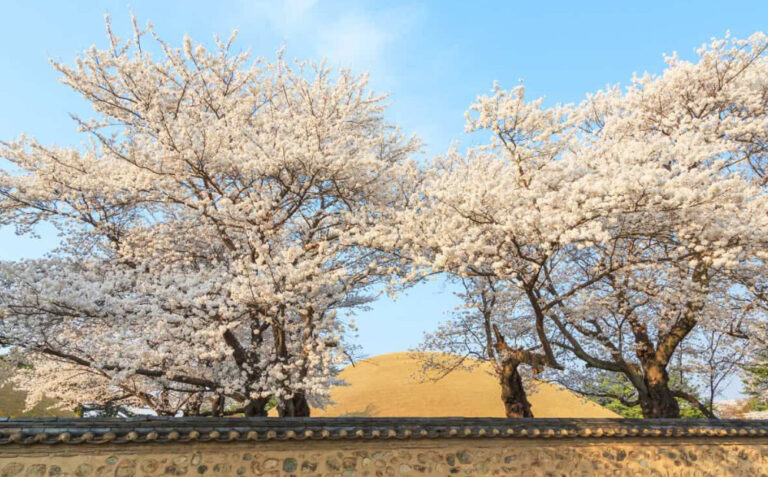 갤럭시 벚꽃 사진 보정